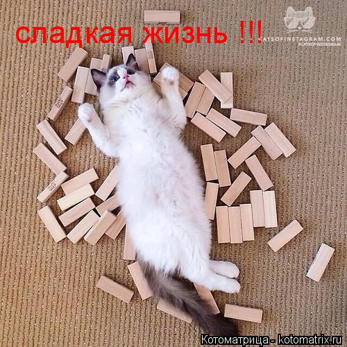 сладкая жизнь !!!... Котоматрица: сладкая жизнь !!!