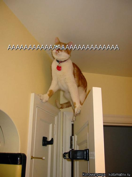 ААААААААААААААААААААААААААА... Котоматрица: ААААААААААААААААААААААААААА