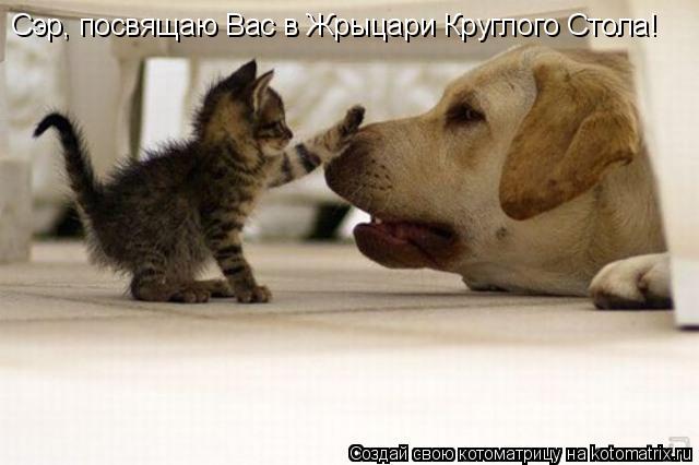 Сэр, посвящаю Вас в Жрыцари Круглого Стола!... Котоматрица: Сэр, посвящаю Вас в Жрыцари Круглого Стола!