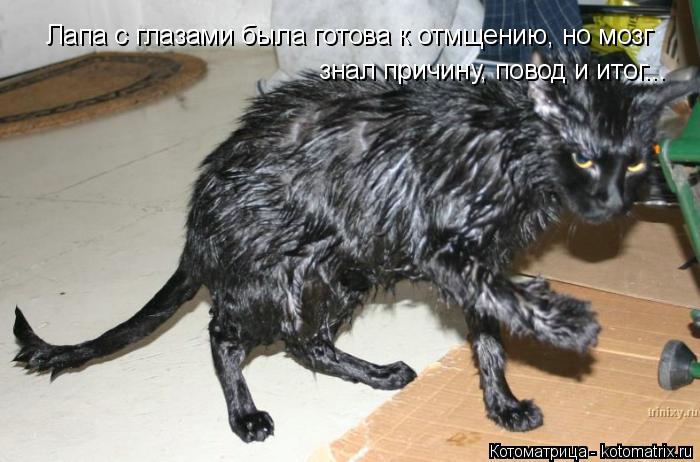 Лапа с глазами была готова к отмщению, но мозг знал причину, повод и итог...... Котоматрица: Лапа с глазами была готова к отмщению, но мозг знал причину, повод и итог...
