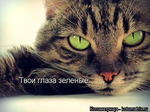 Твои глаза зеленые...... Котоматрица: Твои глаза зеленые...