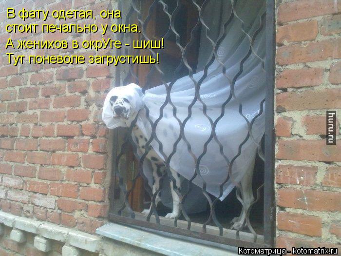 В фату одетая, она стоит печально у окна. А женихов в окрУге - шиш! Тут поневоле загрустишь!... Котоматрица: В фату одетая, она стоит печально у окна. А женихов в окрУге - шиш! Тут поневоле загрустишь!