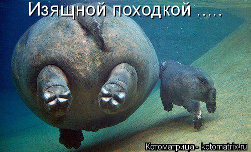 Изящной походкой ........ Котоматрица: Изящной походкой .....