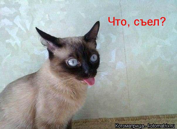 Что, съел?... Котоматрица: Что, съел?