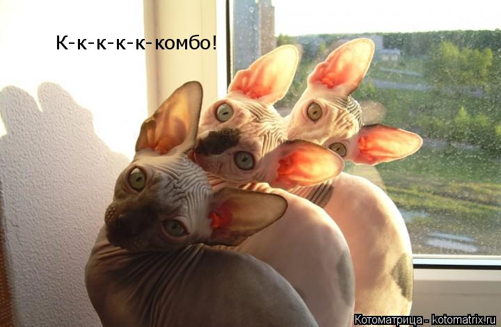К-к-к-к-к-комбо!... Котоматрица: К-к-к-к-к-комбо!