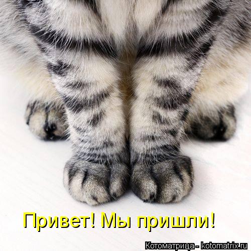 Привет! Мы пришли!... Котоматрица: Привет! Мы пришли!