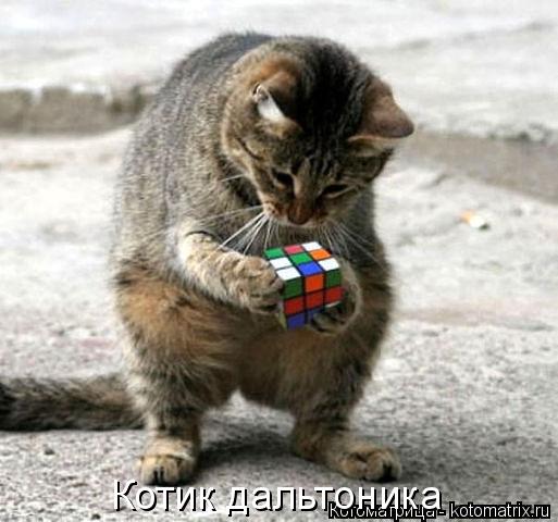 Котоматрица: Котик дальтоника