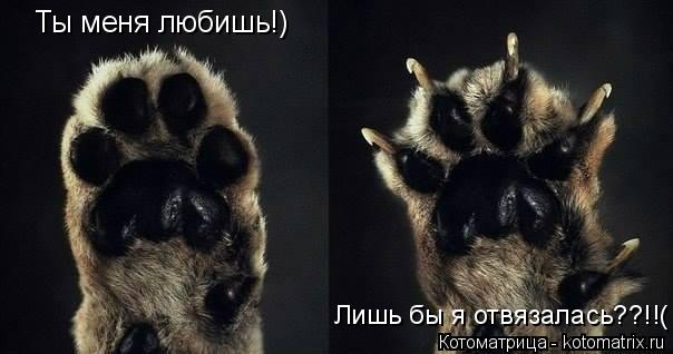 Ты меня любишь!) Лишь бы я отвязалась??!!(... Котоматрица: Ты меня любишь!) Лишь бы я отвязалась??!!(