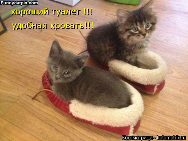 хороший туалет !!! удобная кровать!!!... Котоматрица: хороший туалет !!! удобная кровать!!!
