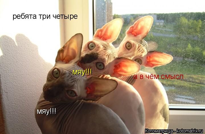 ребята три четыре мяу!!! мяу!!! а в чём смысл... Котоматрица: ребята три четыре мяу!!! мяу!!! а в чём смысл