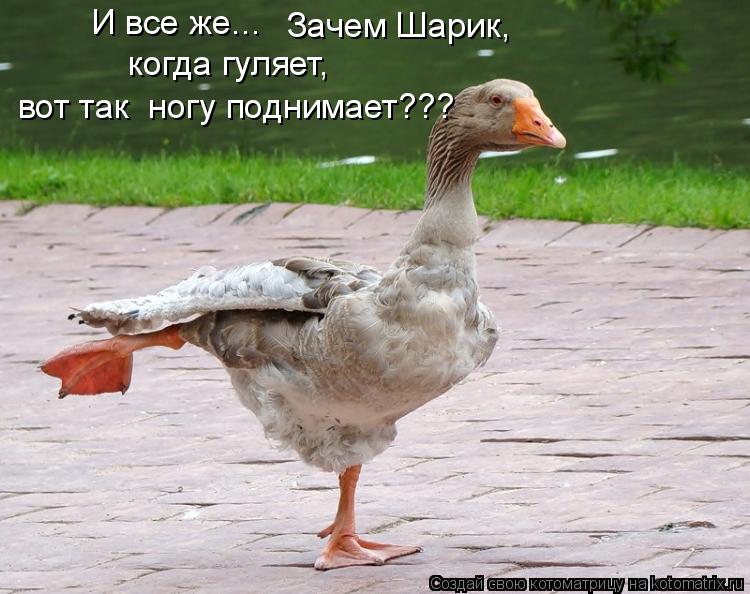 И все же... Зачем Шарик, когда гуляет, вот так ногу поднимает???... Котоматрица: И все же... Зачем Шарик, когда гуляет, вот так ногу поднимает???