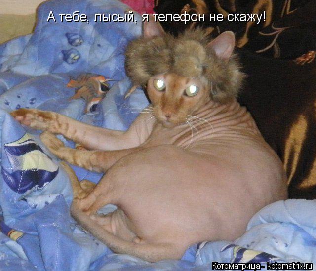 А тебе, лысый, я телефон не скажу!... Котоматрица: А тебе, лысый, я телефон не скажу!