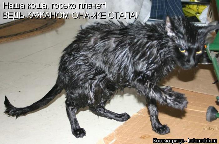 Наша коша, горько плачет! ВЕДЬ КАЖАНОМ ОНА-ЖЕ СТАЛА!... Котоматрица: Наша коша, горько плачет! ВЕДЬ КАЖАНОМ ОНА-ЖЕ СТАЛА!