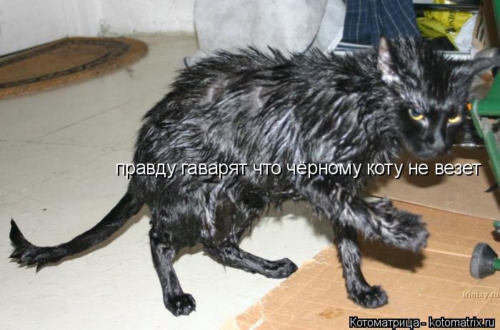 правду гаварят что чёрному коту не везет... Котоматрица: правду гаварят что чёрному коту не везет