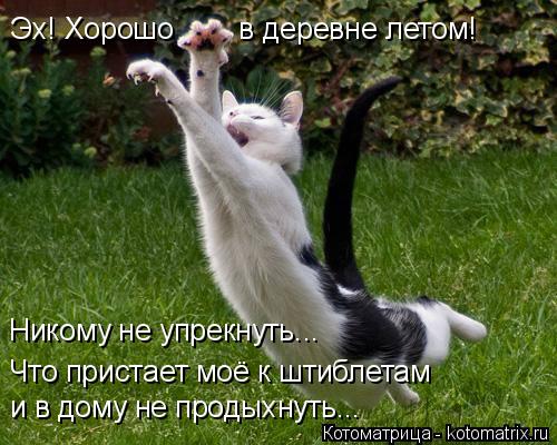 Эх! Хорошо в деревне летом! Что пристает моё к штиблетам Никому не упрекнуть... и в дому не пр... Котоматрица: Эх! Хорошо в деревне летом! Что пристает моё к штиблетам Никому не упрекнуть... и в дому не продыхнуть...