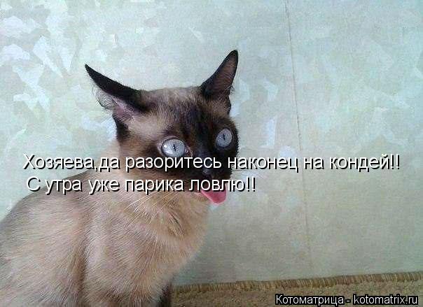 Хозяева,да разоритесь наконец на кондей!! С утра уже парика ловлю!!... Котоматрица: Хозяева,да разоритесь наконец на кондей!! С утра уже парика ловлю!!