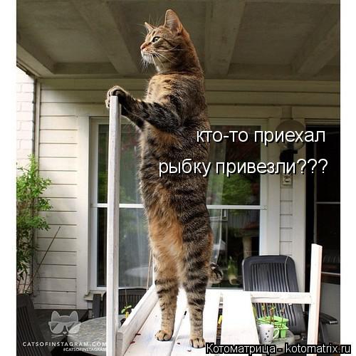 кто-то приехал рыбку привезли???... Котоматрица: кто-то приехал рыбку привезли???