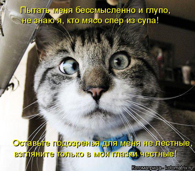 Пытать меня бессмысленно и глупо, не знаю я, кто мясо спер из супа! Оставьте подозренья для меня не л... Котоматрица: Пытать меня бессмысленно и глупо, не знаю я, кто мясо спер из супа! Оставьте подозренья для меня не лестные, взгляните только в мои глазки че