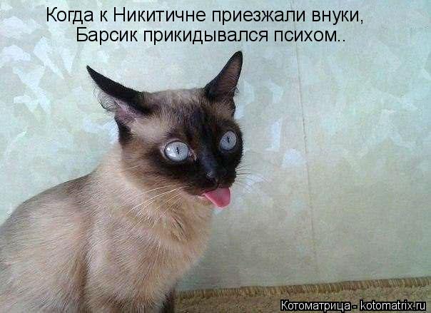 Когда к Никитичне приезжали внуки, Барсик прикидывался психом..... Котоматрица: Когда к Никитичне приезжали внуки, Барсик прикидывался психом..