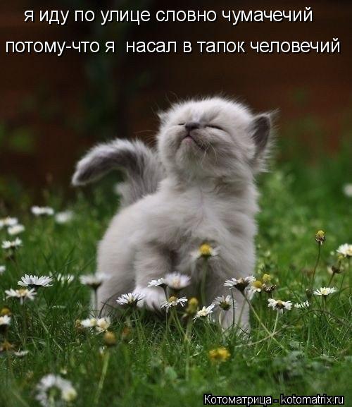 я иду по улице словно чумачечий потому-что я насал в тапок человечий... Котоматрица: я иду по улице словно чумачечий потому-что я насал в тапок человечий