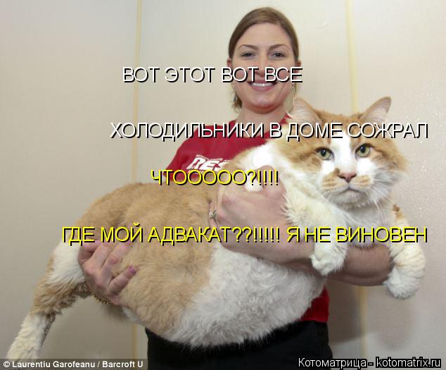 ВОТ ЭТОТ ВОТ ВСЕ ХОЛОДИЛЬНИКИ В ДОМЕ СОЖРАЛ ЧТООООО?!!!! ГДЕ МОЙ АДВАКАТ??!!!!! Я НЕ ВИНОВЕН... Котоматрица: ВОТ ЭТОТ ВОТ ВСЕ ХОЛОДИЛЬНИКИ В ДОМЕ СОЖРАЛ ЧТООООО?!!!! ГДЕ МОЙ АДВАКАТ??!!!!! Я НЕ ВИНОВЕН