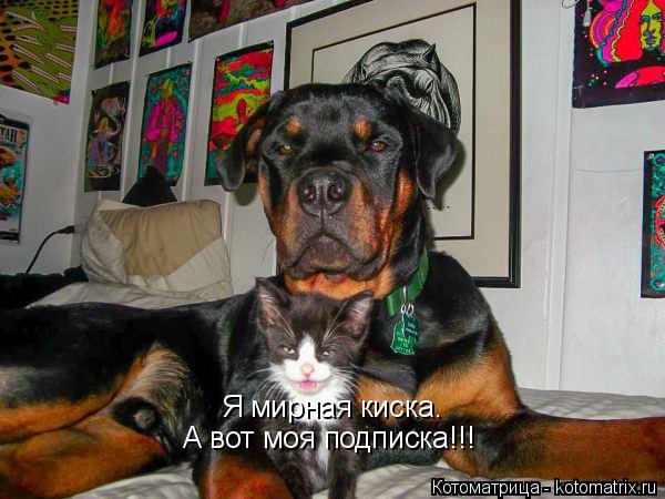 Я мирная киска. А вот моя подписка!!!... Котоматрица: Я мирная киска. А вот моя подписка!!!