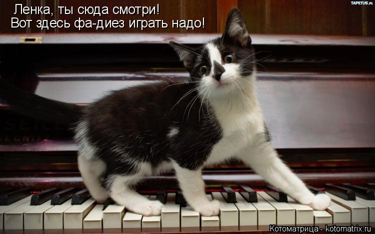 Ленка, ты сюда смотри! Вот здесь фа-диез играть надо!... Котоматрица: Ленка, ты сюда смотри! Вот здесь фа-диез играть надо!