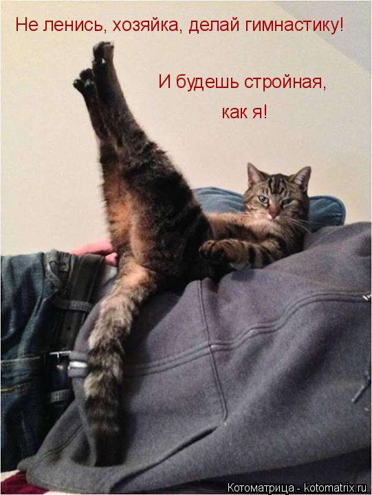Котоматрица: Не ленись, хозяйка, делай гимнастику! И будешь стройная,  как я!