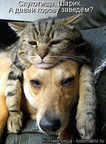 Скукотища, Шарик... А давай корову заведём?... Котоматрица: Скукотища, Шарик... А давай корову заведём?