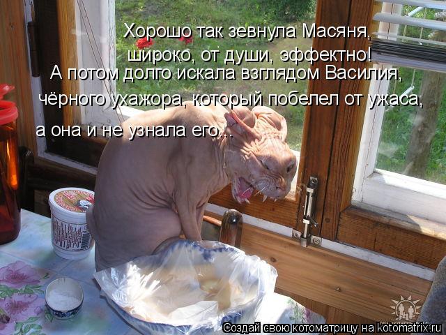 Хорошо так зевнула Масяня, широко, от души, эффектно! А потом долго искала взглядом Василия, чёрног... Котоматрица: Хорошо так зевнула Масяня, широко, от души, эффектно! А потом долго искала взглядом Василия, чёрного ухажора, который побелел от ужаса, а он