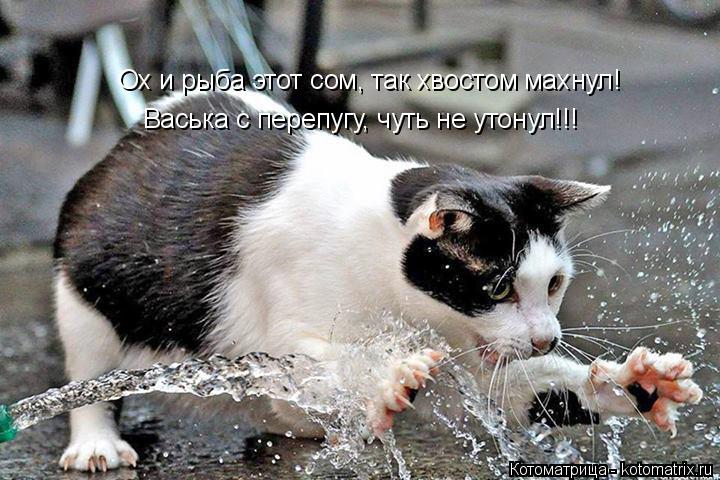 Ох и рыба этот сом, так хвостом махнул! Васька с перепугу, чуть не утонул!!!... Котоматрица: Ох и рыба этот сом, так хвостом махнул! Васька с перепугу, чуть не утонул!!!