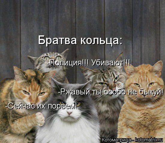 Котоматрица: -Сейчас их порвем! -Ржавый,ты особо не быкуй! -Полиция!!! Убивают!!! Братва кольца: