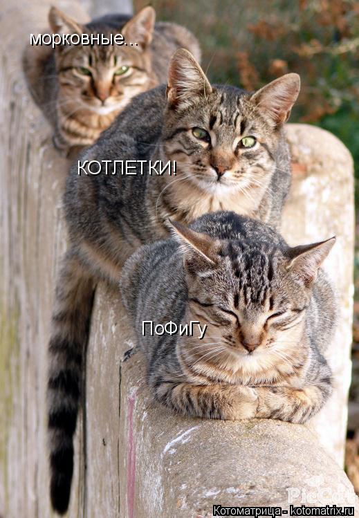 КОТЛЕТКИ! морковные... ПоФиГу... Котоматрица: КОТЛЕТКИ! морковные... ПоФиГу
