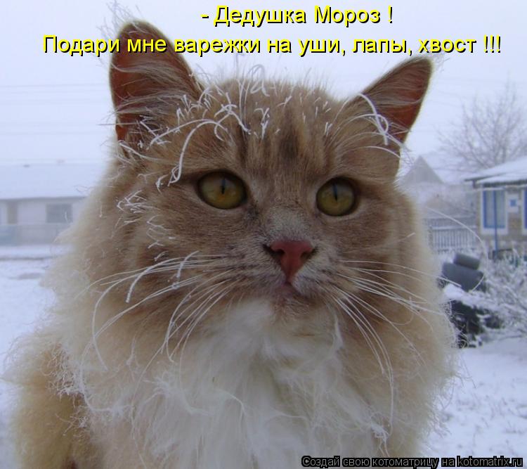 - Дедушка Мороз ! Подари мне варежки на уши, лапы, хвост !!!... Котоматрица: - Дедушка Мороз ! Подари мне варежки на уши, лапы, хвост !!!