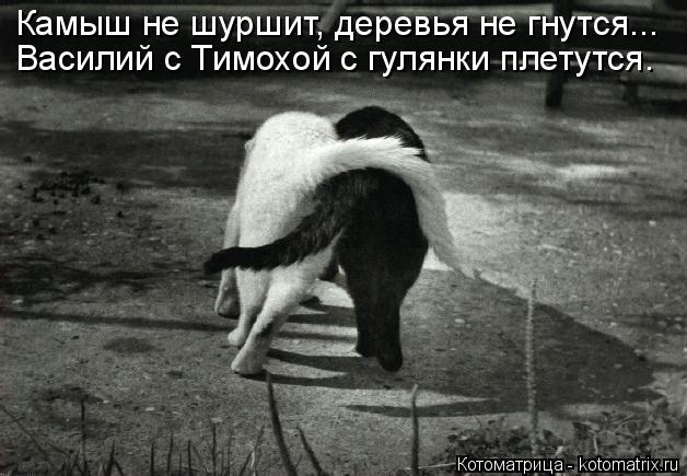 Камыш не шуршит, деревья не гнутся... Василий с Тимохой с гулянки плетутся.... Котоматрица: Камыш не шуршит, деревья не гнутся... Василий с Тимохой с гулянки плетутся.
