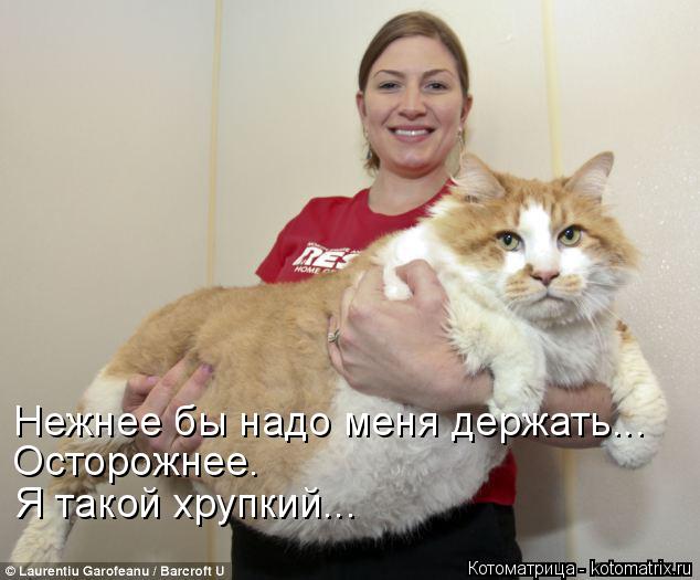 Нежнее бы надо меня держать... Осторожнее. Я такой хрупкий...... Котоматрица: Нежнее бы надо меня держать... Осторожнее. Я такой хрупкий...