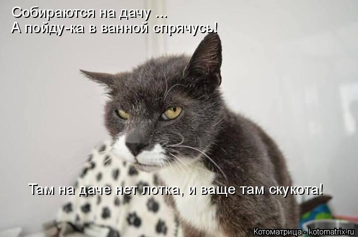 Собираются на дачу ... А пойду-ка в ванной спрячусь! Там на даче нет лотка, и ваще там скукота!... Котоматрица: Собираются на дачу ... А пойду-ка в ванной спрячусь! Там на даче нет лотка, и ваще там скукота!