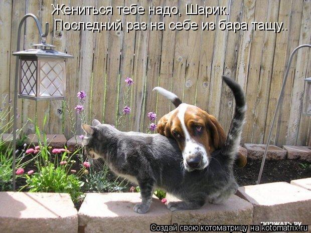 Котоматрица: Жениться тебе надо, Шарик.  Последний раз на себе из бара тащу..