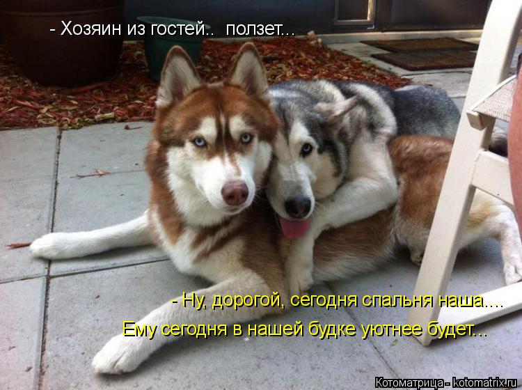- Хозяин из гостей.. ползет... - Ну, дорогой, сегодня спальня наша.... Ему сегодня в нашей будке уют... Котоматрица: - Хозяин из гостей.. ползет... - Ну, дорогой, сегодня спальня наша.... Ему сегодня в нашей будке уютнее будет...