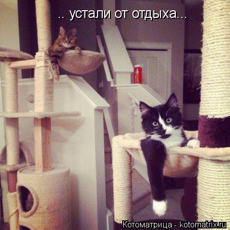 .. устали от отдыха...... Котоматрица: .. устали от отдыха...