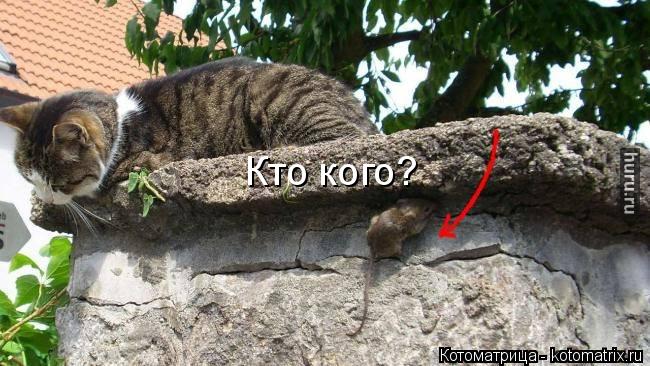 Кто кого?... Котоматрица: Кто кого?