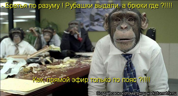 - Братья по разуму ! Рубашки выдали, а брюки где ?!!!! Как, прямой эфир только по пояс ?!!!!... Котоматрица: - Братья по разуму ! Рубашки выдали, а брюки где ?!!!! Как, прямой эфир только по пояс ?!!!!