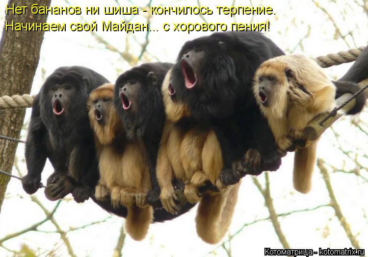 Котоматрица: Нет бананов ни шиша - кончилось терпение.   Начинаем свой Майдан... с хорового пения!