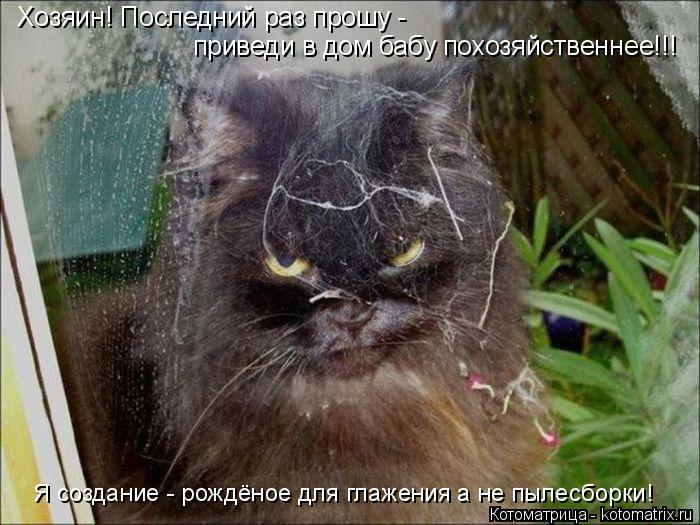 Хозяин! Последний раз прошу - приведи в дом бабу похозяйственнее!!! Я создание - рождёное для глажен... Котоматрица: Хозяин! Последний раз прошу - приведи в дом бабу похозяйственнее!!! Я создание - рождёное для глажения а не пылесборки!