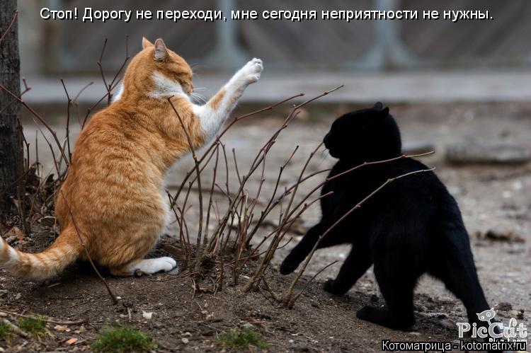 Котоматрица: Стоп! Дорогу не переходи, мне сегодня неприятности не нужны.