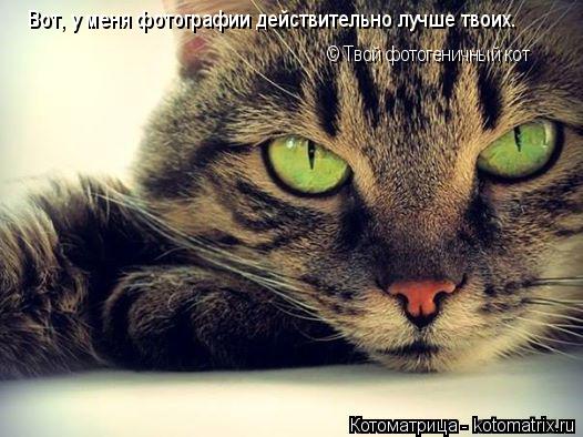 Вот, у меня фотографии действительно лучше твоих. © Твой фотогеничный кот... Котоматрица: Вот, у меня фотографии действительно лучше твоих. © Твой фотогеничный кот