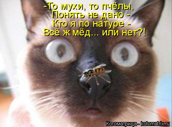 -То мухи, то пчёлы, Понять не дано - Кто я по натуре - Всё ж мёд... или нет?!... Котоматрица: -То мухи, то пчёлы, Понять не дано - Кто я по натуре - Всё ж мёд... или нет?!