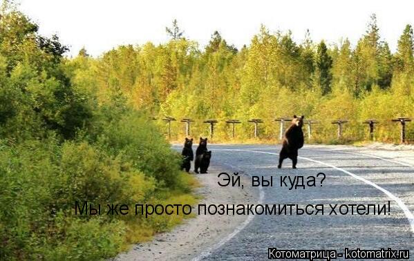 Котоматрица: Эй, вы куда? Мы же просто познакомиться хотели!