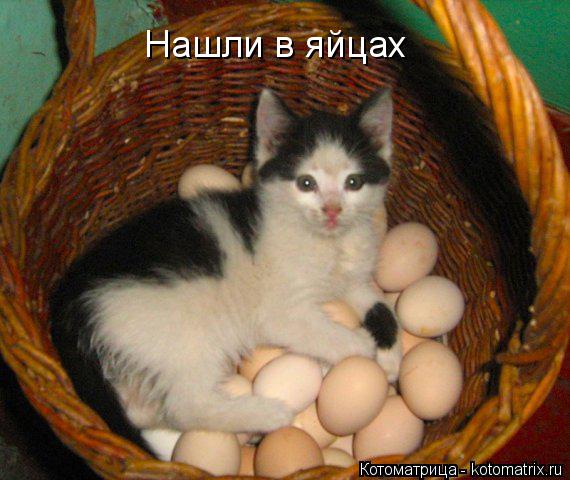 Нашли в яйцах... Котоматрица: Нашли в яйцах