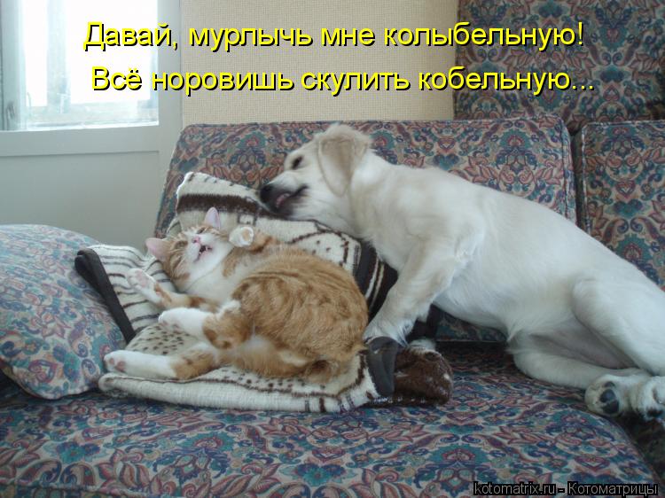 Всё норовишь скулить кобельную... Давай, мурлычь мне колыбельную!... Котоматрица: Всё норовишь скулить кобельную... Давай, мурлычь мне колыбельную!